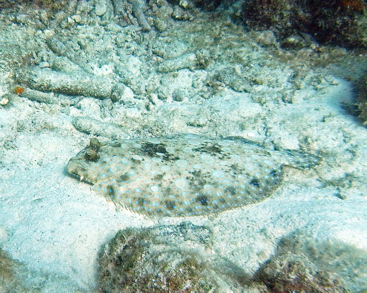 M0013115
