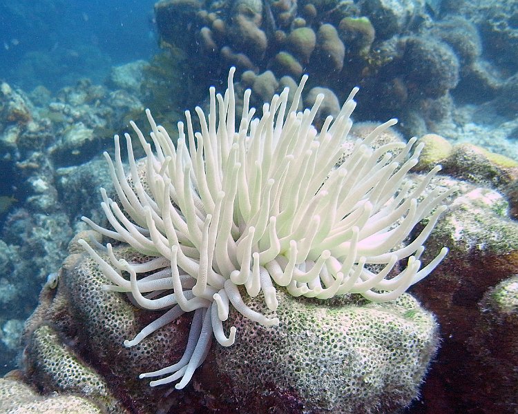 M0013116