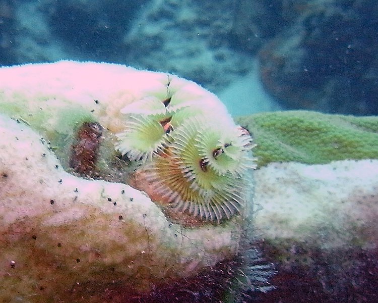 M0013121