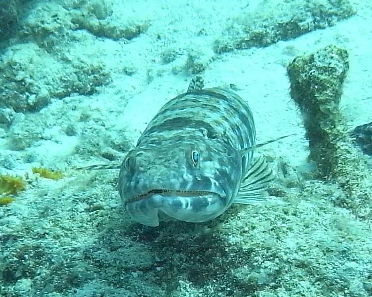 M0013126