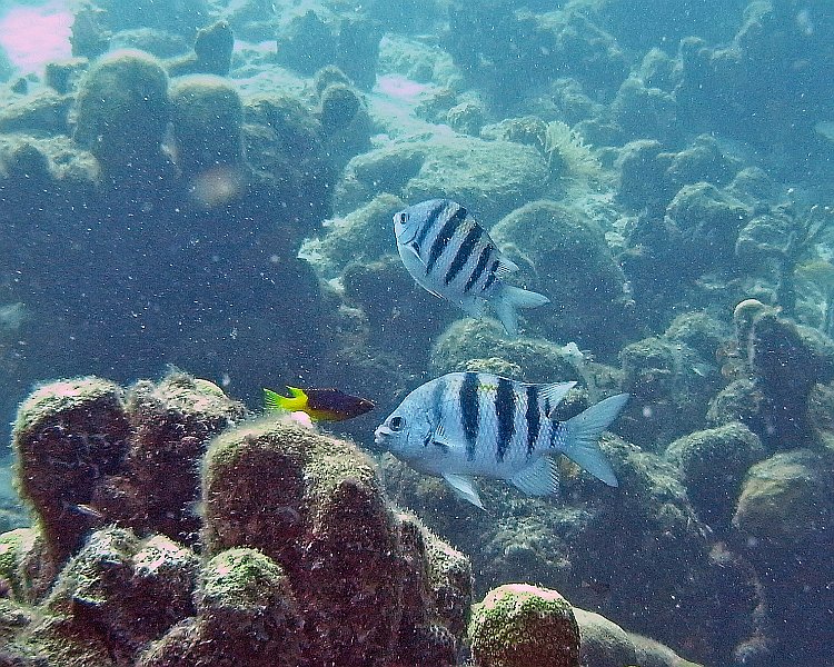 M0013127