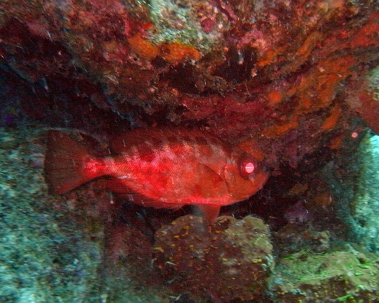 M0013135