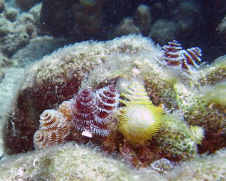 M0013139