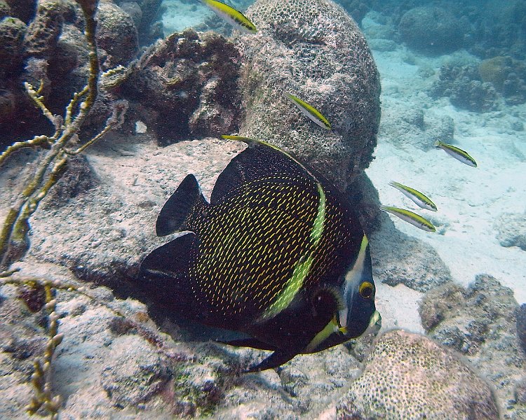 M0013149