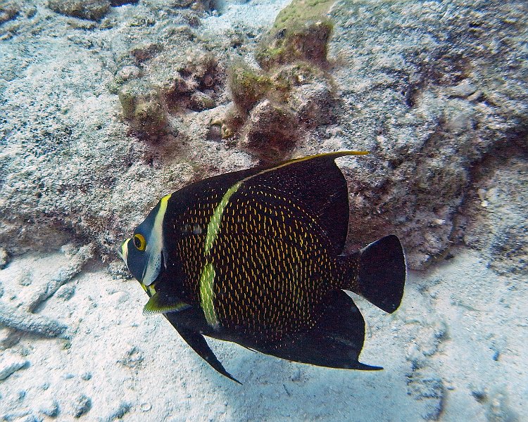 M0013150