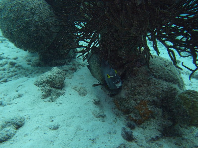 M0013153
