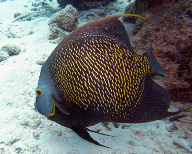 M0013155