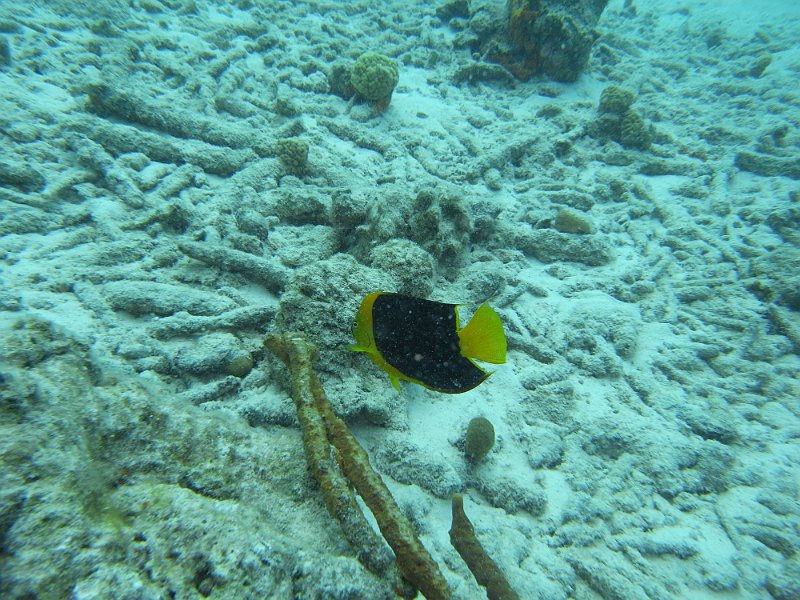 M0013158