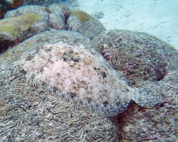 M0013165