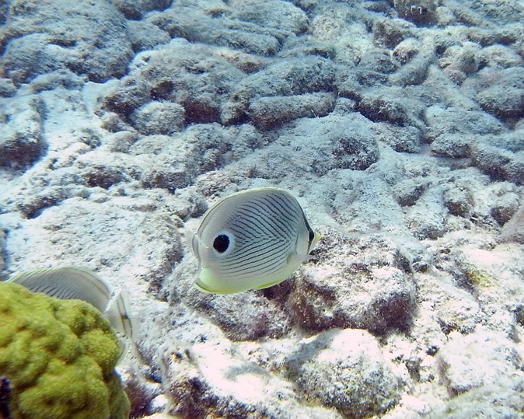 M0013172