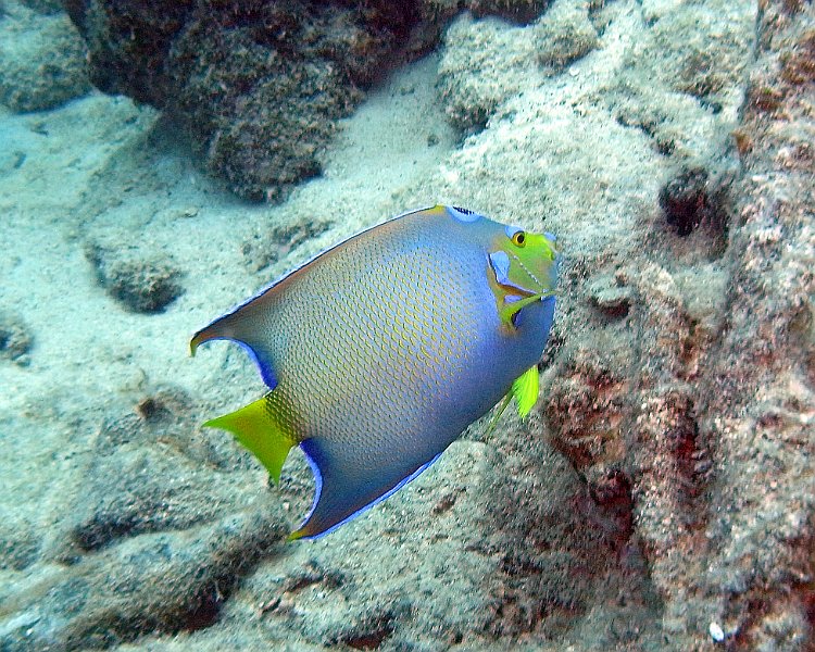 M0013199