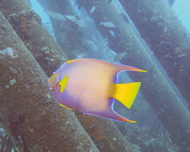 M0013206