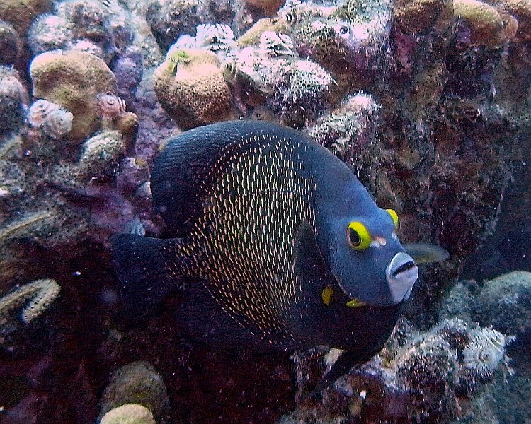 M0013209