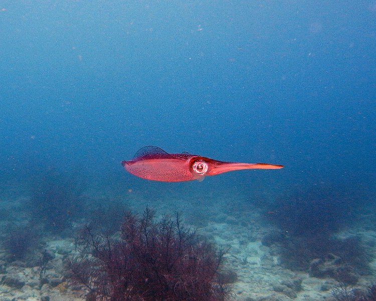 M0013229