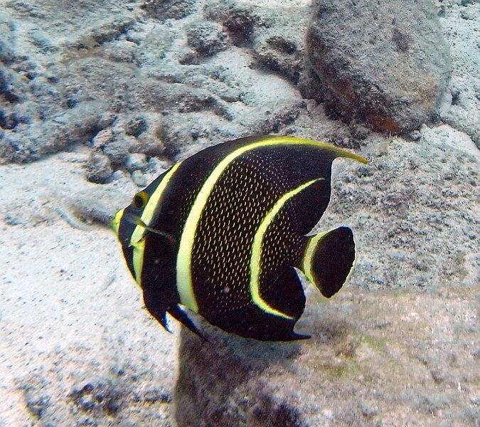 M0013231