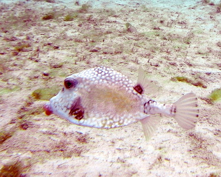 M0013235