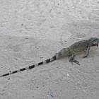 IMG 3346