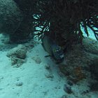 M0013153
