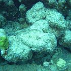 M0013203