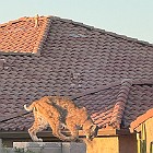 IMG 2564